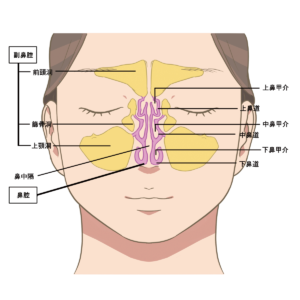 鼻の断面図（解剖図）